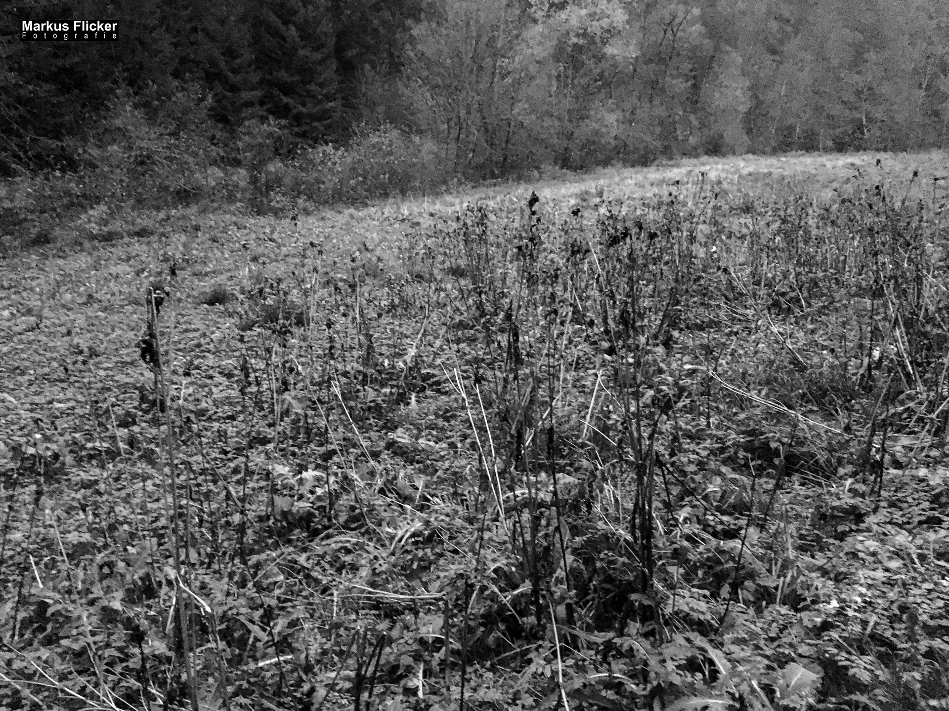 Herbst Fotospaziergang bei Nebel im Wald Raabklamm Raab