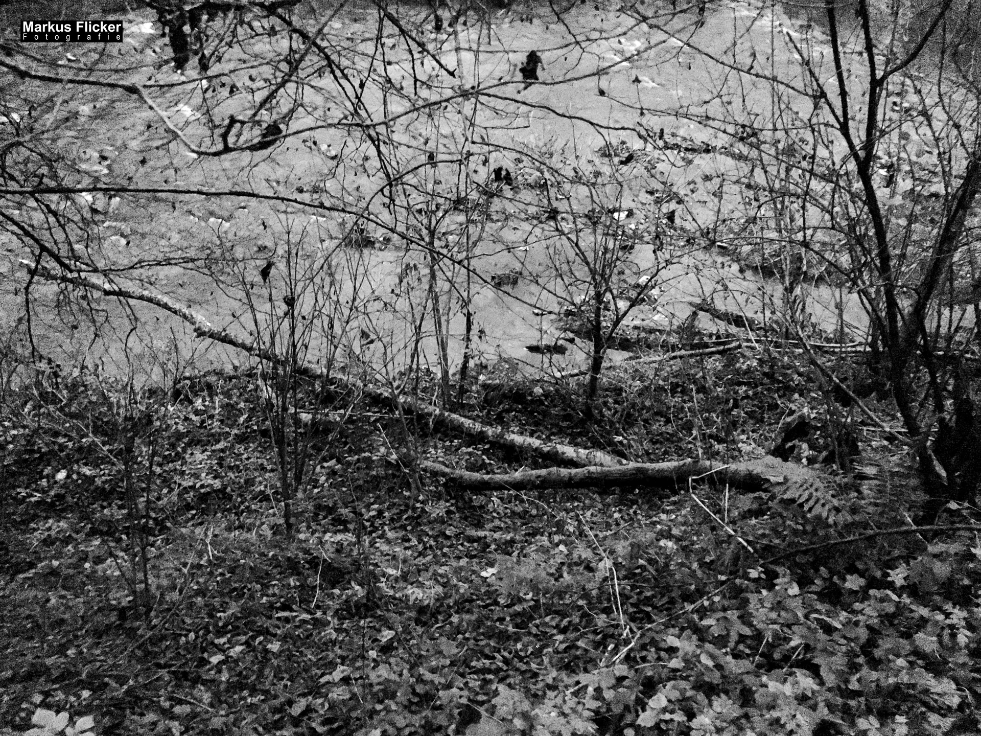 Herbst Fotospaziergang bei Nebel im Wald Raabklamm Raab Steiermark