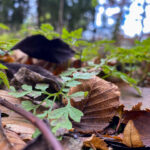 Fotospaziergang im Herbst Teil 2 in der Raabklamm Raab Steiermark