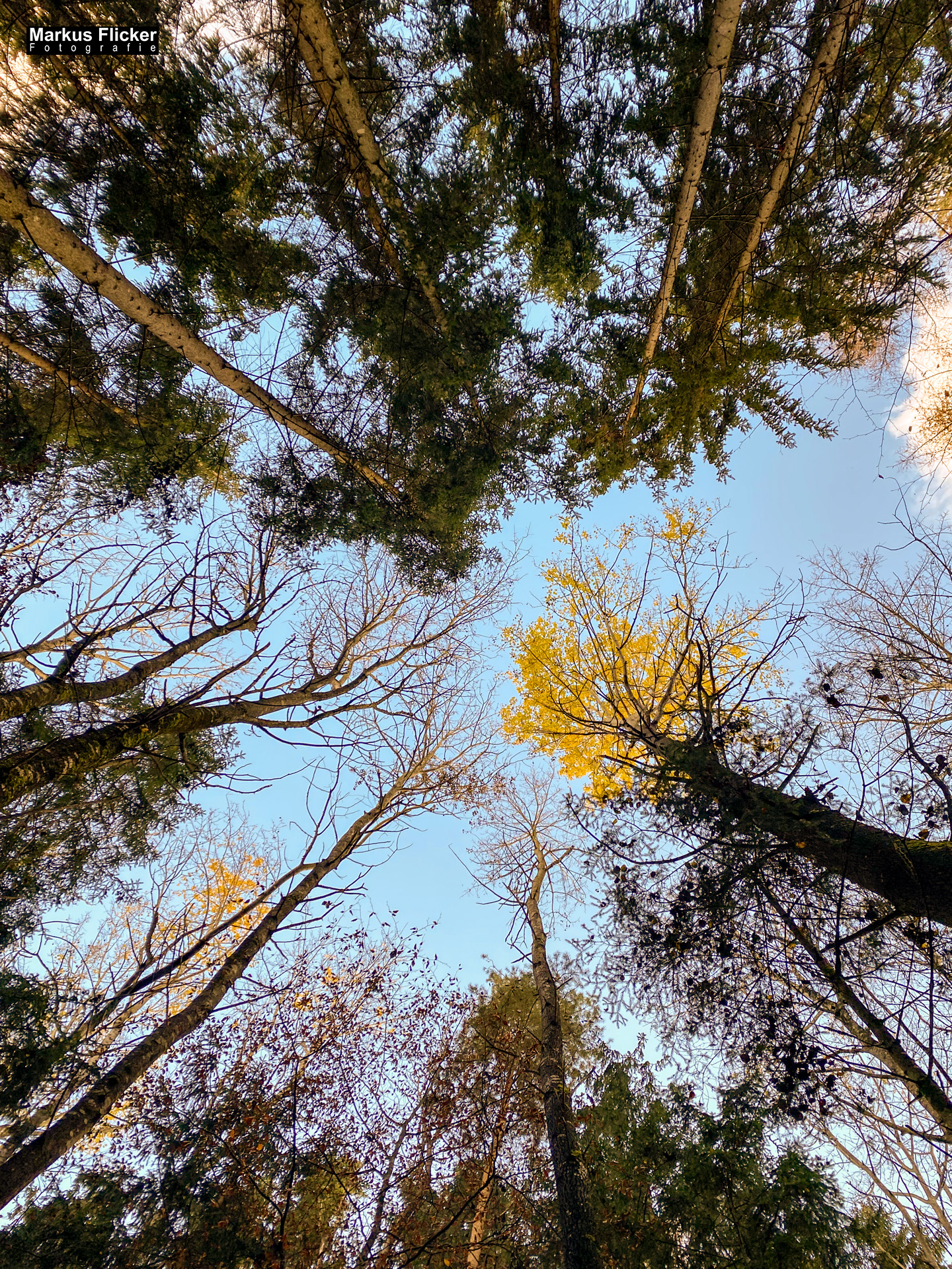 Herbst Fotospaziergang mit dem Smartphone an der Raab in der Steiermark im Wald Teil 2