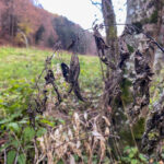 Fotospaziergang im Herbst Teil 2 in der Raabklamm