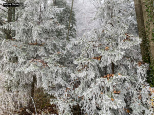 Fotospaziergang bei Wind und Eis im Wald