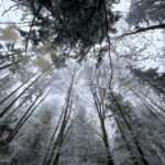 Fotospaziergang bei Wind und Eis im Wald