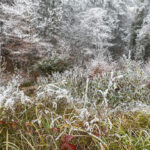Fotospaziergang bei Wind und Eis im Wald