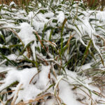 Fotografieren bei Schnee im Wald