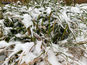 Fotografieren bei Schnee im Wald