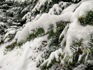 Fotografieren und Filmen bei Schnee im Wald mit dem Smartphone Fotografieren und Filmen mit dem Smartphone: Bessere Fotos und Videos mit dem Handy für Freizeit, Hobby und Business