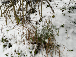 Fotografieren und Filmen bei Schnee im Wald mit dem Smartphone Fotografieren und Filmen mit dem Smartphone: Bessere Fotos und Videos mit dem Handy für Freizeit, Hobby und Business