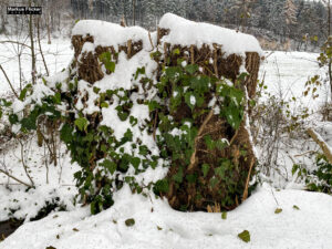 Fotografieren bei Schnee im Wald