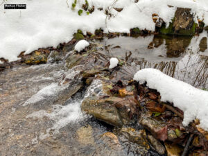 Fotografieren bei Schnee im Wald