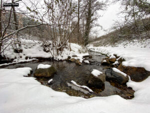 Fotografieren bei Schnee im Wald