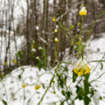 Fotografieren bei Schnee im Wald