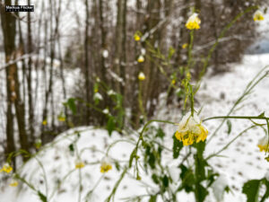 Fotografieren bei Schnee im Wald