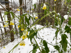 Fotografieren bei Schnee im Wald