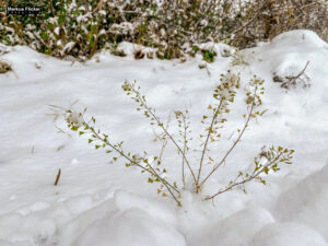 Fotografieren bei Schnee im Wald