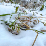 Fotografieren bei Schnee im Wald