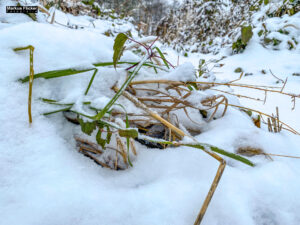 Fotografieren bei Schnee im Wald