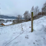 Fotografieren bei Schnee im Wald