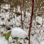 Fotografieren bei Schnee im Wald