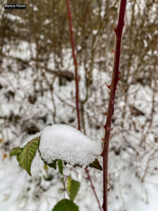 Fotografieren bei Schnee im Wald