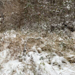 Fotografieren bei Schnee im Wald