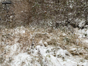 Fotografieren bei Schnee im Wald