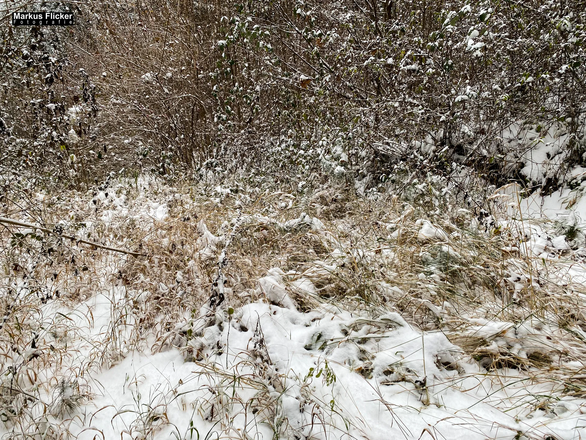 Fotografieren bei Schnee im Wald