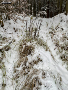 Fotografieren bei Schnee im Wald