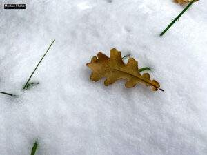 Fotografieren bei Schnee im Wald