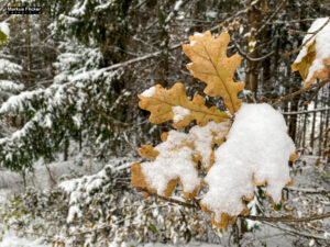 Fotografieren und Filmen bei Schnee im Wald mit dem Smartphone