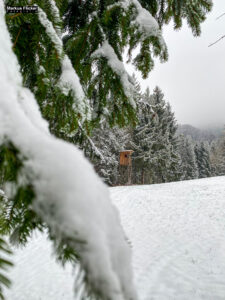 Fotografieren bei Schnee im Wald