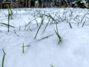 Fotografieren und Filmen bei Schnee im Wald mit dem Smartphone