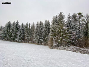 Fotografieren bei Schnee im Wald