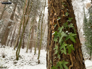 Fotografieren bei Schnee im Wald