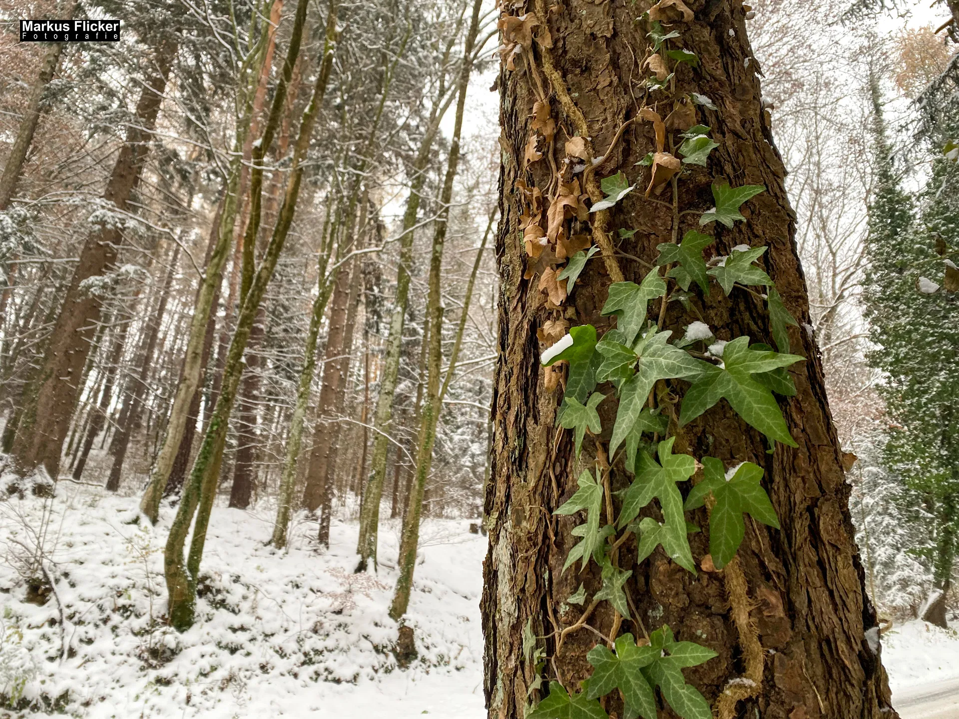 Fotografieren bei Schnee im Wald