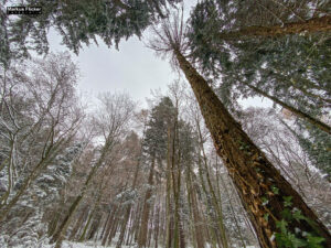 Fotografieren bei Schnee im Wald