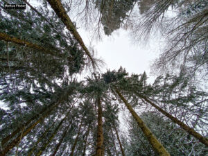 Fotografieren bei Schnee im Wald