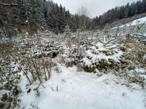 Fotografieren bei Schnee im Wald