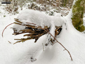 Fotografieren bei Schnee im Wald