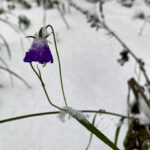 Fotografieren bei Schnee im Wald