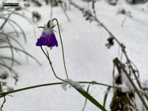 Fotografieren bei Schnee im Wald