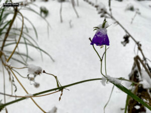 Fotografieren bei Schnee im Wald