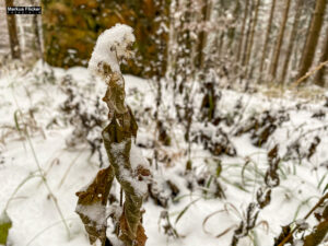 Fotografieren bei Schnee im Wald