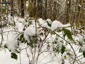 Fotografieren bei Schnee im Wald