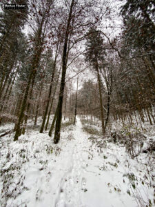 Fotografieren bei Schnee im Wald