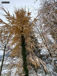 Fotografieren bei Schnee im Wald