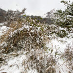 Fotografieren bei Schnee im Wald