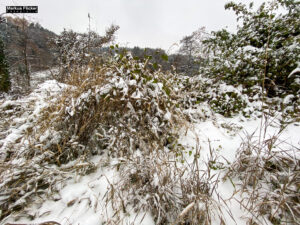 Fotografieren bei Schnee im Wald