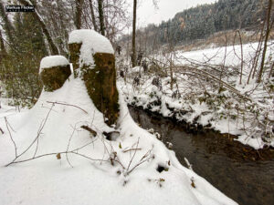 Fotografieren bei Schnee im Wald