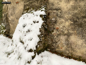 Fotografieren bei Schnee im Wald